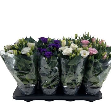 Eustoma grandiflorum JULIETTA MIX