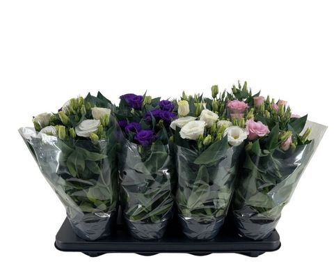 Eustoma grandiflorum JULIETTA MIX
