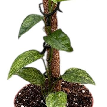 Epipremnum pinnatum 'Yellow Mint'