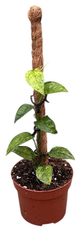 Epipremnum pinnatum 'Yellow Mint'