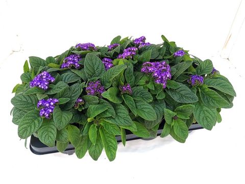 Heliotropium arborescens SCENTROPIA BLUE