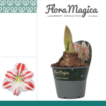 Hippeastrum 'Flaming Striped'