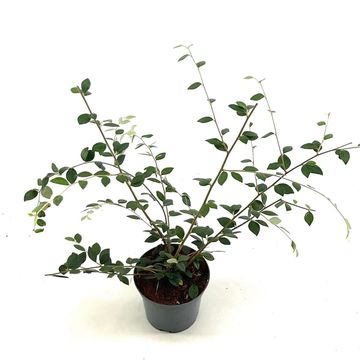 Cotoneaster franchetii