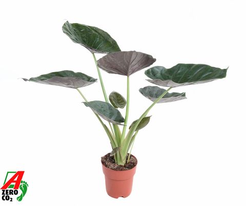 Alocasia wentii