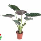 Alocasia wentii