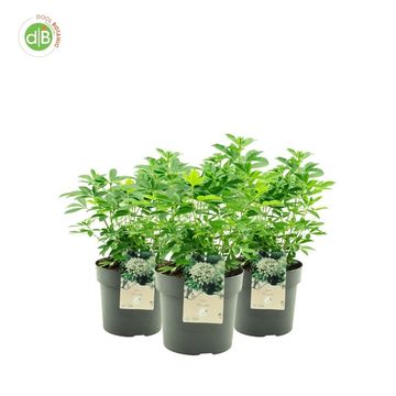 Choisya GREENFINGERS