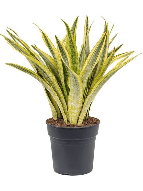 Sansevieria aubrytiana 'Lauren'