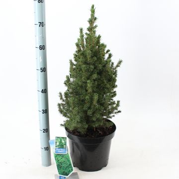 Picea glauca 'Conica'