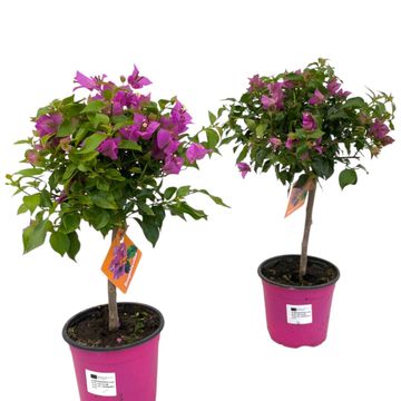 Bougainvillea glabra 'Sanderiana'