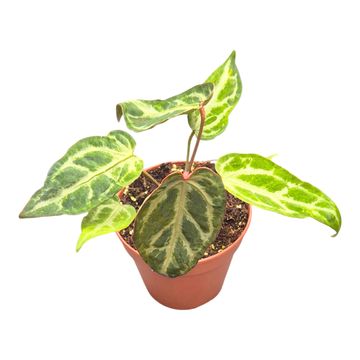 Anthurium 'Snow Queen'  mutation