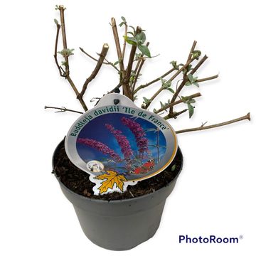 Buddleja davidii 'Ile de France'