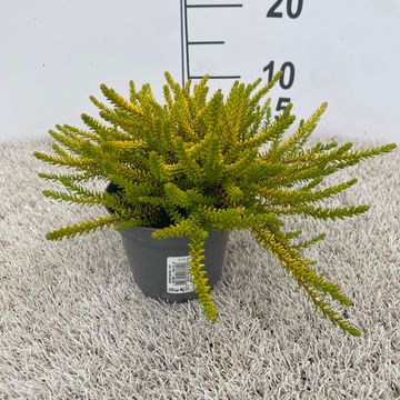 Empetrum nigrum 'Bernstein'