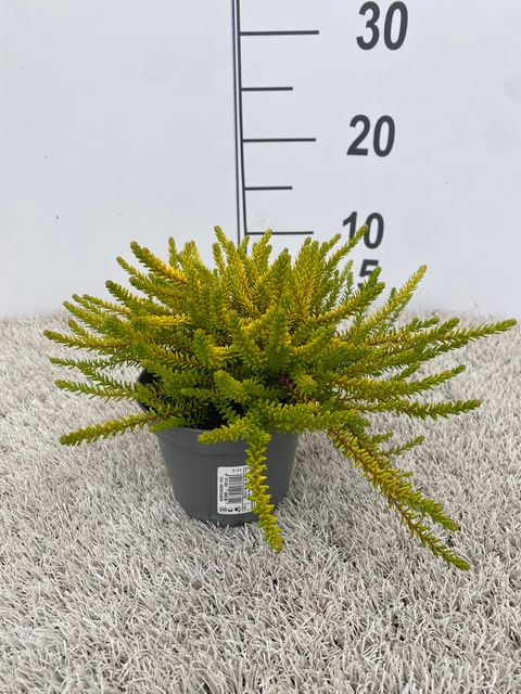 Empetrum nigrum 'Bernstein'