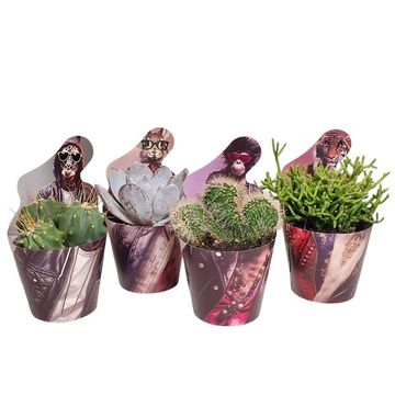 Cactus / Succulents MIX