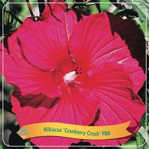 Hibiscus MIX (Griffioen, Gebr.)