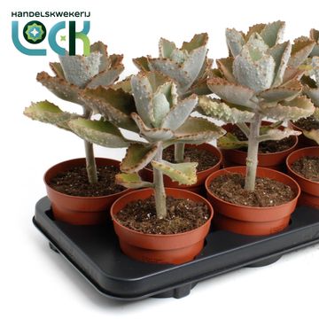 Kalanchoe beharensis