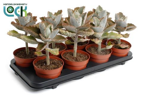 Kalanchoe beharensis