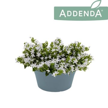 Campanula poscharskyana ADANSA WHITE