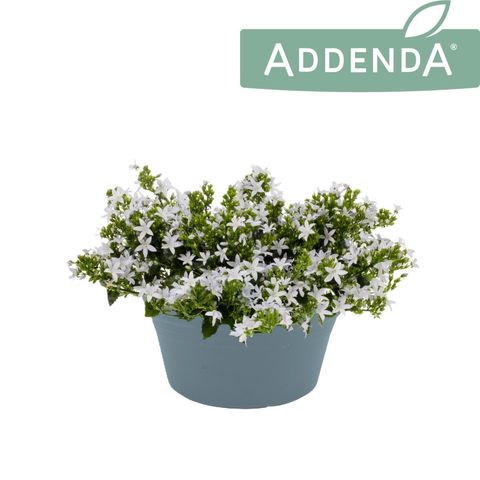 Campanula poscharskyana ADANSA WHITE