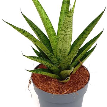 Sansevieria 'Tough Lady'