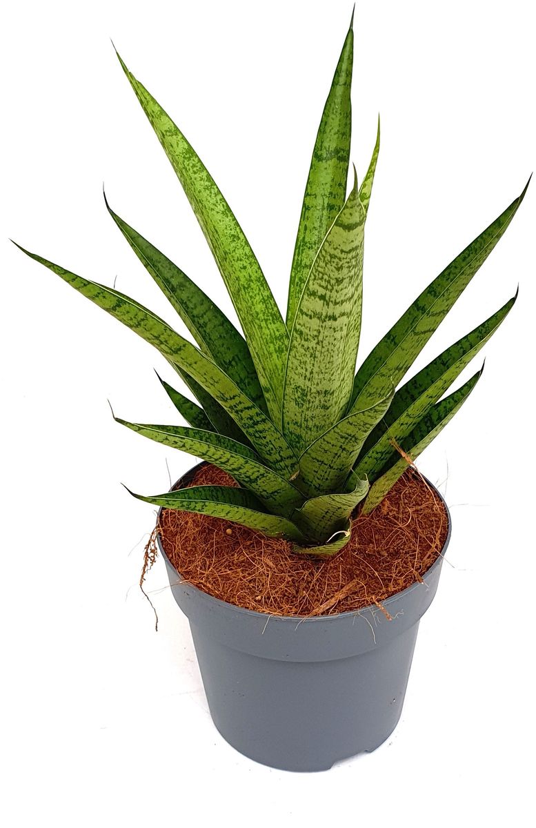 Sansevieria Tough Lady Plant Wholesale FlorAccess sansevieria-tough-lady-plant-wholesale-floraccess