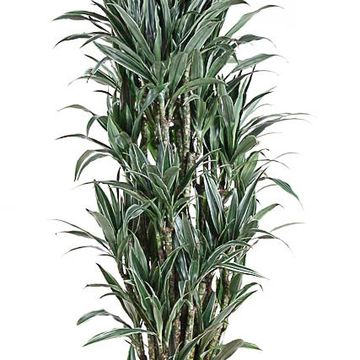 Dracaena fragrans 'Warneckei'