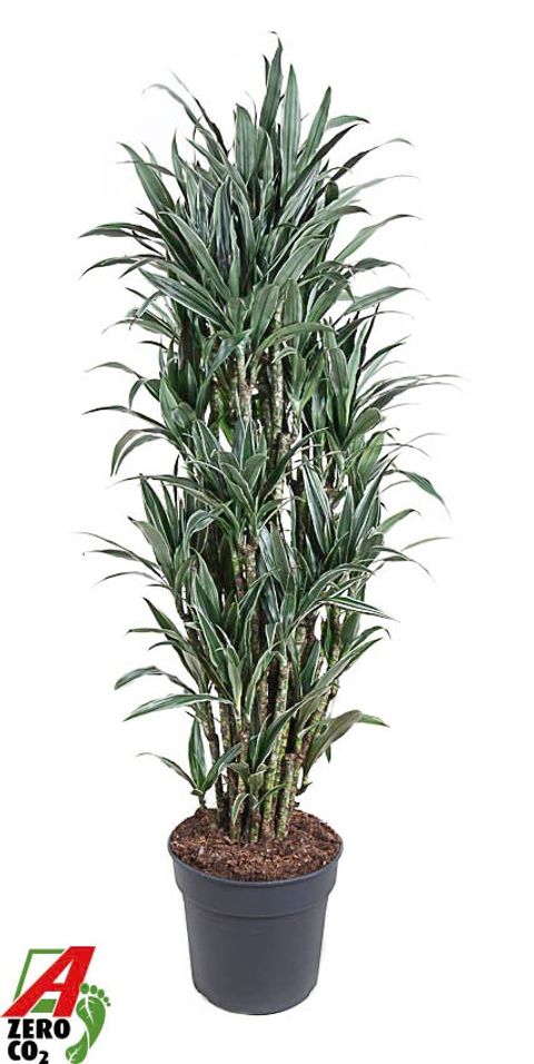 Dracaena fragrans 'Warneckei'