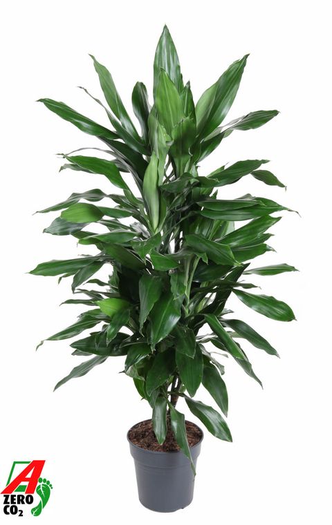 Dracaena fragrans 'Джанет Линд'