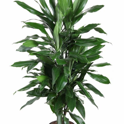 Dracaena fragrans 'Джанет Линд'