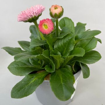 Bellis perennis 'Robella'