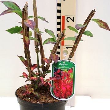 Euonymus alatus 'Blade Runner'