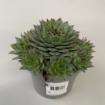 Sempervivum tectorum