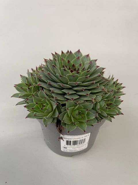 Sempervivum tectorum