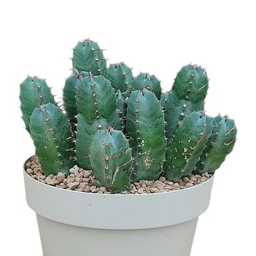 Euphorbia resinifera