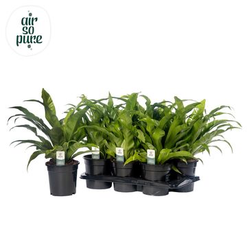 Asplenium antiquum