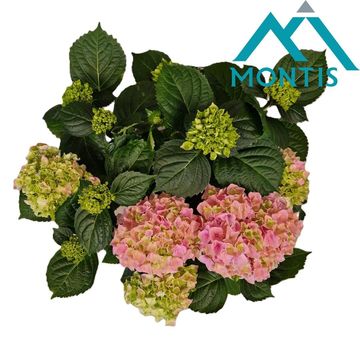 Hydrangea macrophylla HI RIVER PINK