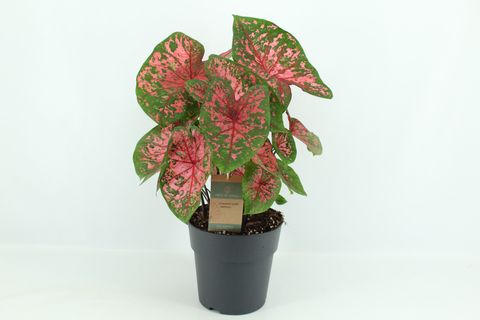 Caladium 'Fire Chief'