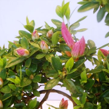 Rhododendron indicum