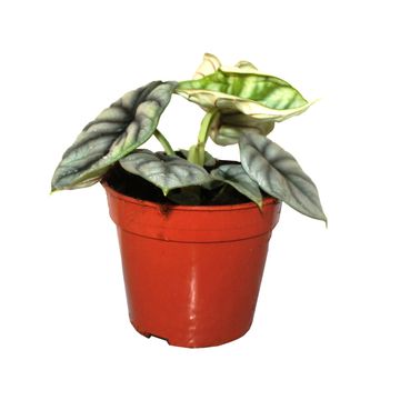 Alocasia 'Silver Dragon'