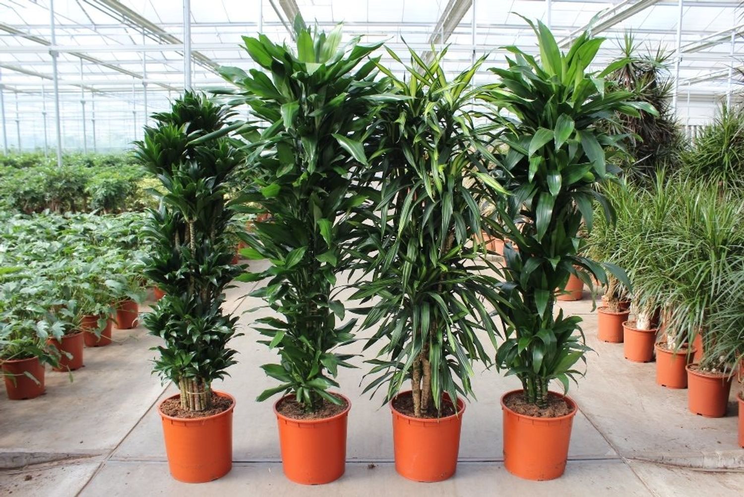 Dracaena Fragrans MIX Plant Wholesale FlorAccess