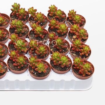 Sedum x rubrotinctum 'Aurora'