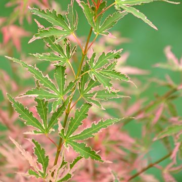 Acer palmatum 'Taylor'