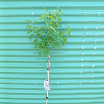 Syringa vulgaris 'Andenken an Ludwig Späth'