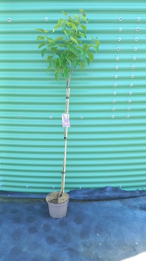 Syringa vulgaris 'Andenken an Ludwig Späth'