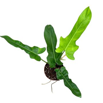 Philodendron 'Jerry Horne'