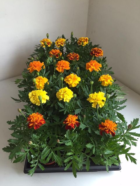 Tagetes PATULA MIX