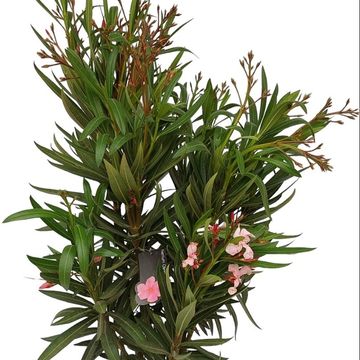 Nerium oleander