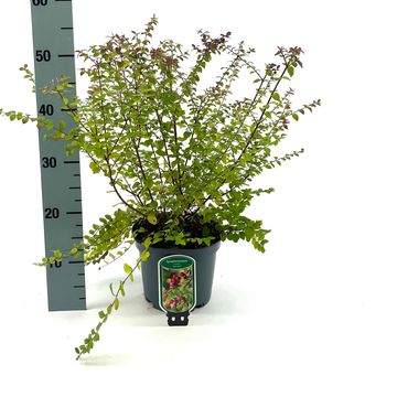 Symphoricarpos x chenaultii 'Hancock'