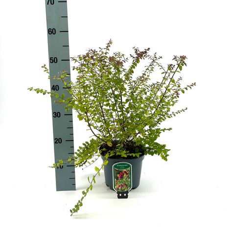 Symphoricarpos x chenaultii 'Hancock'