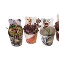 Cactus / Succulents MIX